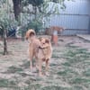 INGE sucht ein Zuhause