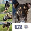 UYA * Zarte Hündin mit großem Herz