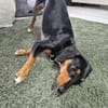 💕Maya💕 sucht sportliches Zuhause