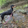 💕Maya💕 sucht sportliches Zuhause