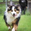 Basco sucht ein Zuhause