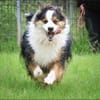 Basco sucht ein Zuhause