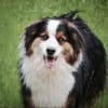 Basco sucht ein Zuhause