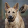 Bella sucht ein Zuhause