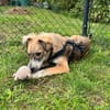 💙 Lieber Junghund Diesel sucht dich! 🐾