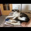 Pechvogel Nemo sucht großes Glück!