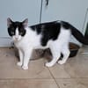 Charlie sucht ein schönes Zuhause