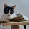 Charlie sucht ein schönes Zuhause