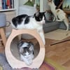 Charlie sucht ein schönes Zuhause