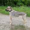 Lindi ist eine sanfte, tolle Hündin!
