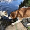Husky Yar 💖