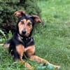Ruffy: Junges Goldstück sucht 🏡 🤎