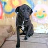 Sensibler ruhiger BLACKY sucht ♥