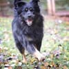 Milow sucht ein Zuhause