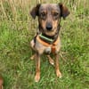Herzenshund Dana