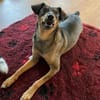 Herzenshund Dana