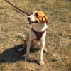 Toller Familienhund sucht ein Zuhause