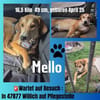 Mello sucht sein eigenes Zuhause