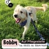 Lieber BOBBY sucht sein Körbchen