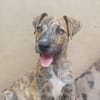 IKO, chiot mâle Berger Créole