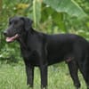 HIERROS Mâle junior Berger Créole