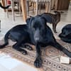 HIERROS Mâle junior Berger Créole