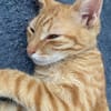 PHEBUS, chaton mâle type européen