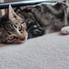 MELBA