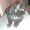 Malcom chaton angora