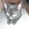 Malcom chaton angora