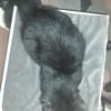 Malcom chaton angora
