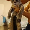 Alvin chaton mâle