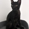 MANOLO