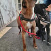 Dolly chienne Réunion