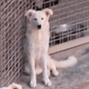 DAVID simil boarder collie