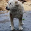 Sandy - hübsche Wuschelhündin
