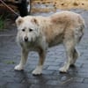 Sandy - hübsche Wuschelhündin