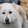 Sandy - hübsche Wuschelhündin