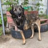Amal sucht sein Zuhause