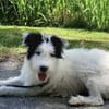 Unsere liebe Flora sucht ihr Zuhause