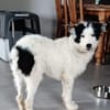 Unsere liebe Flora sucht ihr Zuhause