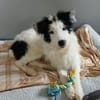 Unsere liebe Flora sucht ihr Zuhause