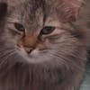 Schönheit Lucy sucht dich