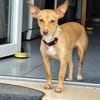 Lola wartet auf ihr Zuhause