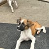 Erbse sucht ihre Familie