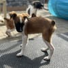 Erbse sucht ihre Familie