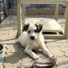 Smartie auf der Suche