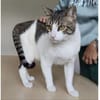 Raúl - zutraulicher, lieber Kater