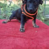 Sammy sucht sein Körbchen💐💐
