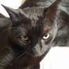 Isidora (FIV+) - wer nimmt mich auf?